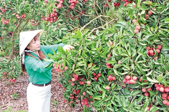 Nông dân Bắc Ninh bền bỉ chăm từng “chùm ngọc đỏ”, chinh phục thị trường khó tính, viết nên câu chuyện tỷ đồng
