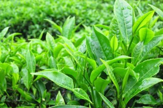 Uống 2 cốc mỗi ngày: Loại nước này giúp sống thọ, giảm tiểu đường và được Mỹ ưa chuộng