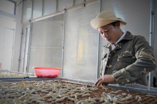 Nông dân trẻ Hà Tĩnh giữ lửa nghề truyền thống, biến căn phòng kín thành "vương quốc tơ lụa", thu nhập lên đến nửa tỷ đồng mỗi năm