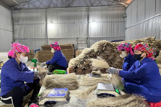 Nông dân Thái Nguyên dệt “sợi vàng” từ gốc dong riềng, tạo nên thương hiệu nổi tiếng, giờ sống khỏe nhờ thu nhập cao