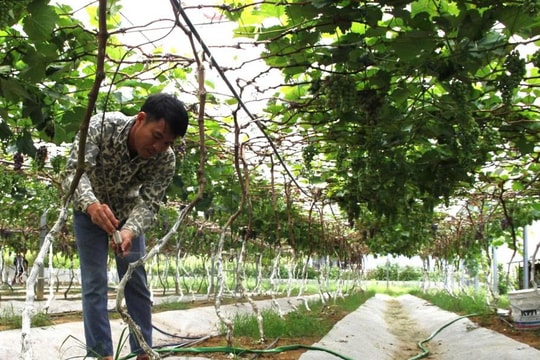 Một mình, một quyết tâm, nông dân Nghệ An trở về vun trồng tương lai với giống trái "nhỏ xinh", lợi nhuận mỗi vụ lên đến hàng trăm triệu đồng