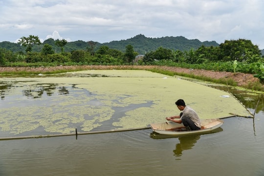 Nông dân vùng quê Hà Nội kiên trì ươm giống nhỏ li ti, tạo sinh kế từ thứ “ngậm nước sinh lời”, thu hoạch mùa nào chắc mùa nấy, lãi hàng trăm triệu