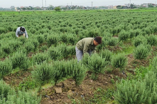 Rời phố thị về quê, bao lần mất trắng cũng không nản, người nông dân Hưng Yên chọn giống cây “nồng nàn” để khởi nghiệp, nay thu ổn định cả trăm triệu mỗi quý