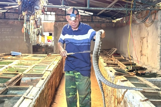 Không chọn cà phê hay cao su, người nông dân Quảng Ngãi bất ngờ chọn nuôi rắn, giờ có cả cơ ngơi rộng lớn, thu hàng trăm triệu mỗi năm