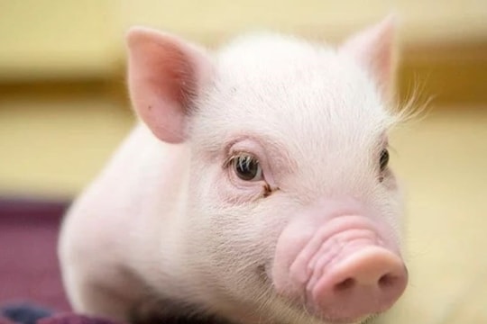 Giá heo hơi hôm nay 9/7: Cả nước chuyển sắc đỏ, miền Nam giảm mạnh nhất