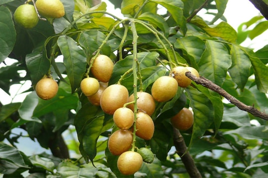 Loại quả bé xíu, giá vài nghìn nhưng là "tiên dược" trời ban giúp sống khỏe, trị ho cực tốt