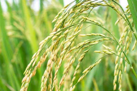 Giá lúa gạo hôm nay 9/7: Biến động trái chiều tại An Giang, gạo thơm tăng giá