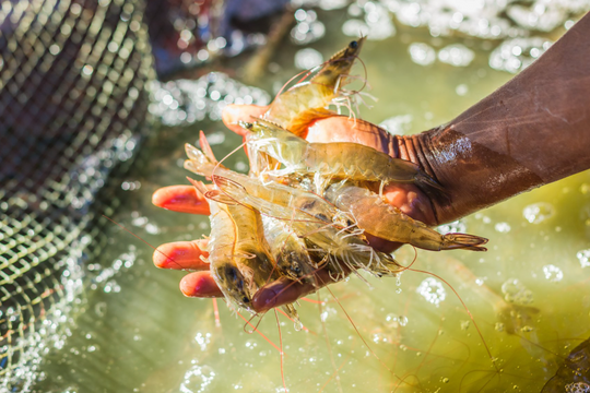 Doanh nghiệp đầu ngành tôm vượt bão thuế quan được giới phân tích khuyến nghị tích lũy cổ phiếu