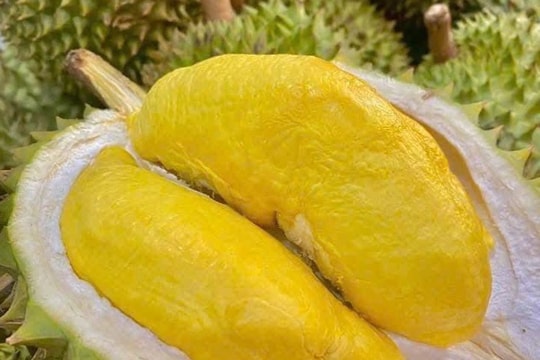 Giá sầu riêng hôm nay 9/7: Ổn định trên diện rộng, thị trường xuất khẩu có thêm tín hiệu tích cực từ Campuchia