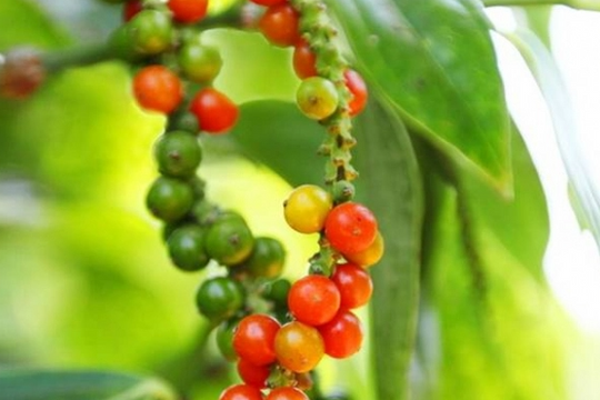 Giá tiêu ngày mai 10/7: Tạm lắng hay tiếp tục trượt dốc?