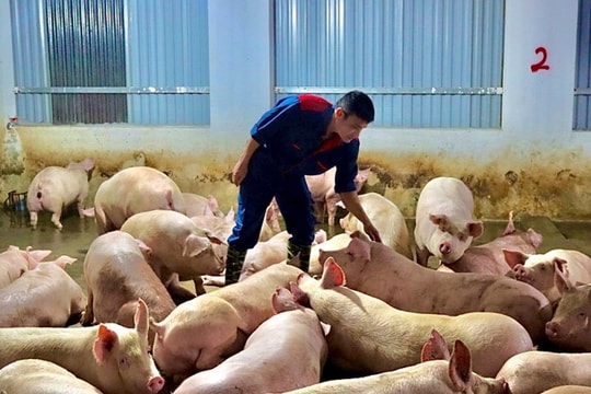 Giá heo hơi hôm nay 10/7: Cả nước đi ngang, hai tỉnh bất ngờ giảm nhẹ