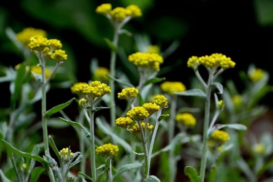 Loại rau mọc đầy ven đường nhưng lại được xem là "trợ thủ" đắc lực giúp ngủ ngon, bổ máu, cực tốt cho bà bầu