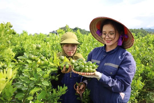 Không thuốc trừ sâu, không phụ gia, nông dân Lào Cai đổi đời nhờ thứ sản vật "vừa thơm, vừa đậm, vừa khiến người ta nhớ", thu nhập tăng cao