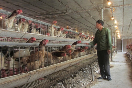 Từ bỏ công việc mơ ước, người nông dân Hưng Yên về quê nuôi giống "đặc sản lai" khiến thương lái tranh nhau đặt hàng, thu nhập lên đến nửa tỷ đồng/năm