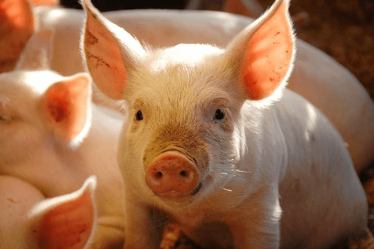 Giá heo hơi hôm nay 11/7: Miền Bắc "gồng giá" đỉnh cao, một số nơi "hụt hơi"