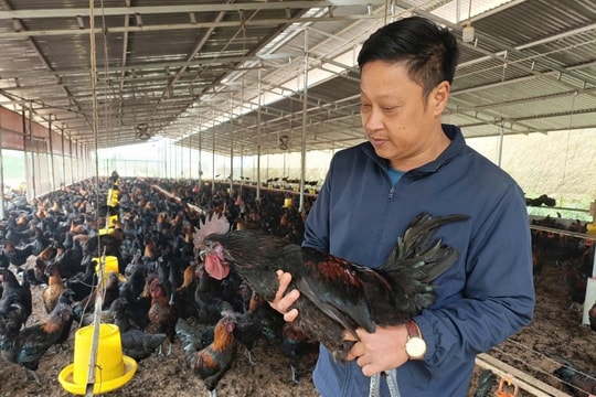 Chỉ bắt đầu với 300 con gà và một ý tưởng khác biệt, nông dân Lào Cai tạo nên một "sân chơi" đặc biệt, giờ bán đắt hàng, lãi cứ thế tăng vù vù
