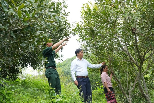 Từ đỉnh đồi đến thung lũng, người nông dân Nghệ An trồng cây như "xây nhà tầng", ấy thế lại mang về khoản thu nhập kếch xù
