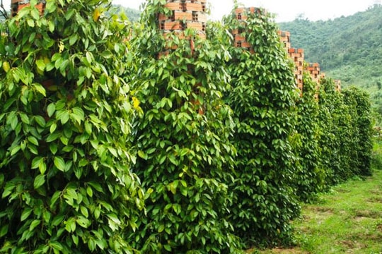 Giá tiêu ngày mai 12/7: Tiếp tục ổn định hay sẵn sàng cho cú bứt phá mới?