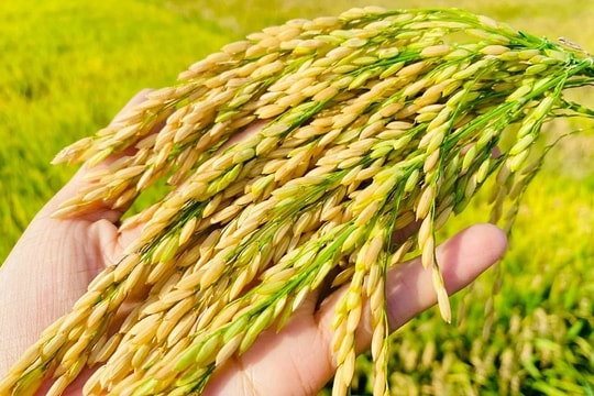 Giá lúa gạo hôm nay 12/7: Lúa OM 18 tăng nhẹ, thị trường gạo xuất khẩu chững lại