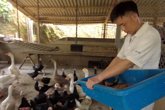 Nuôi loài sinh vật bé hơn đầu ngón tay, nông dân Lào Cai đang “ủ vàng” bằng mô hình độc lạ, lợi nhuận về ầm ầm