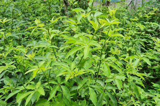 Một loại rau tưởng "vô dụng" nhưng lại tốt hơn cả thuốc, giúp mát gan bổ thận, chống mệt mỏi