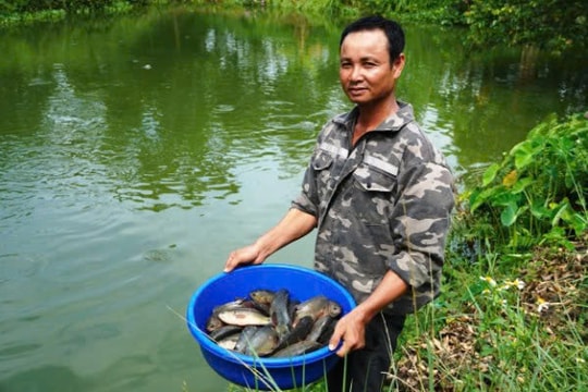 Không phải đất mới, không phải giống quý, nông dân Quảng Trị chọn làm giàu bằng chính bùn đất quê nhà, mỗi năm thu nhập vài trăm triệu đồng