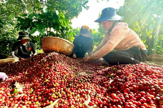 Giá cà phê ngày mai 14/7: Liệu có giữ được mốc 90.000 đồng/kg?