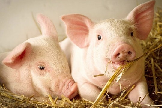 Giá heo hơi hôm nay 14/7: Miền Nam giữ đỉnh, miền Bắc điều chỉnh