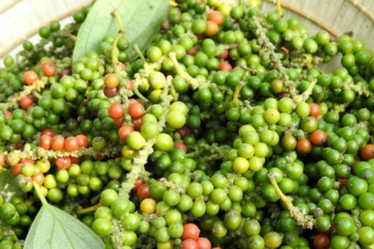 Giá tiêu ngày mai 14/7: Vượt mốc 141.000 đồng/kg hay đứng vững trong tuần tới?