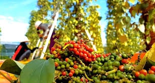 Giá tiêu hôm nay 14/7: Bất ngờ bật tăng