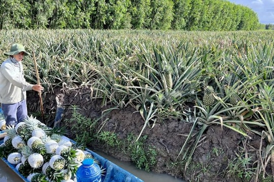 Nông dân Cần Thơ tìm thấy “vị ngọt” trên đất phèn, mỗi ha thu đến 100 triệu đồng