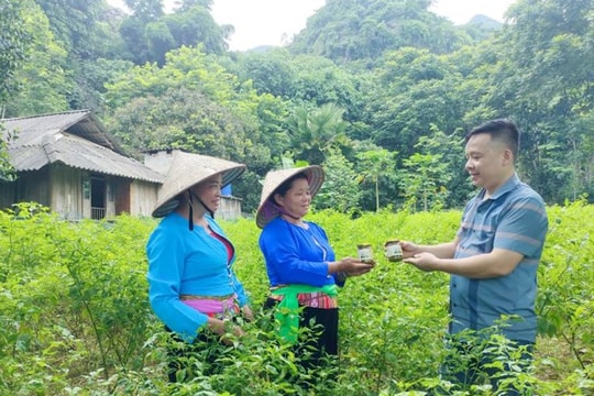 Không cần đất rộng, không cần giống lạ, nông dân Phú Thọ đang hồi sinh kinh tế nhờ "đặc sản Mường", giờ là thương hiệu nổi tiếng mới ở địa phương