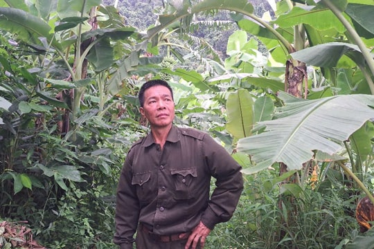 Từng thất bại với cây cam, nay nông dân Phú Thọ chọn trồng thứ "bình dân", quay lại con đường làm giàu tiền tỷ ngày trước