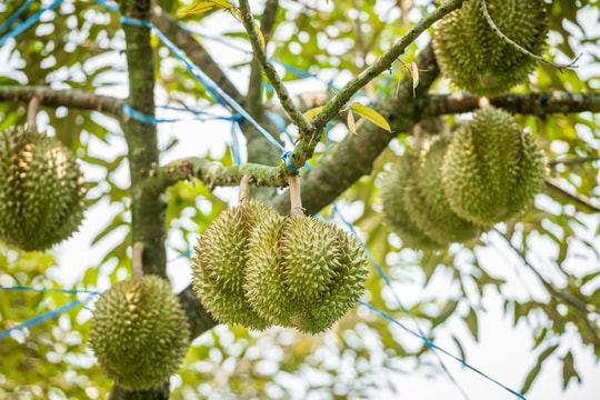 Giá sầu riêng hôm nay 14/11: Tăng mạnh ở Đồng Tháp