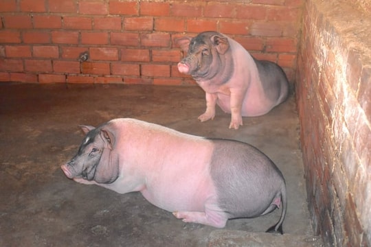 Giá heo hơi hôm nay 15/7: Miền Bắc rớt giá nhẹ, miền Trung và Nam ổn định