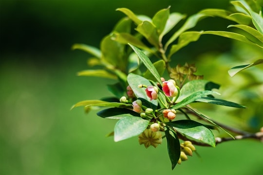 Thứ gia vị được cả thế giới săn lùng lại là thần dược chống viêm, giảm đường huyết, giúp ngủ ngon