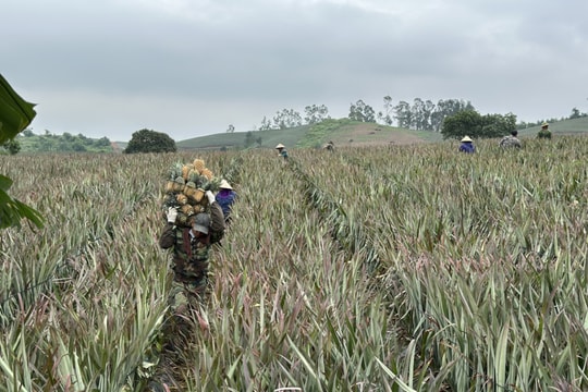 Nông dân Ninh Bình “gieo gai gặt ngọt” với giống trái đặc sản, thu hàng trăm triệu mỗi vụ nhờ bí kíp đặc biệt