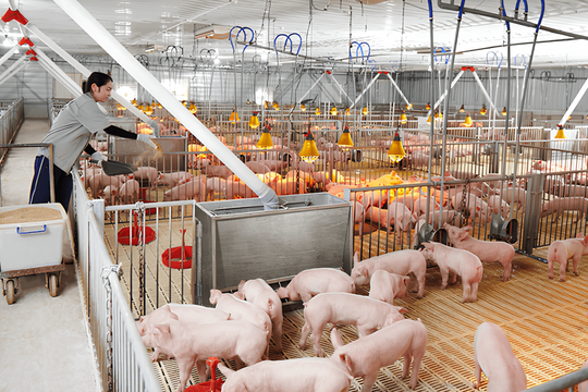 Dabaco tăng vốn điều lệ, mở rộng chuỗi chăn nuôi công nghệ cao tại ba tỉnh