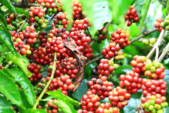 Dự báo giá cà phê ngày 16/7: Thị trường trong nước liệu có đảo chiều?