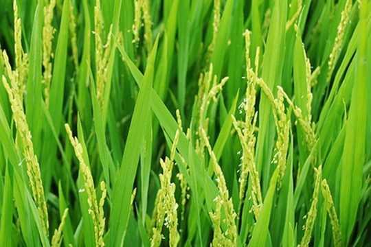 Giá lúa gạo hôm nay 16/7: Gạo nguyên liệu nhích nhẹ, xuất khẩu Việt Nam bị đối thủ “ép giá”