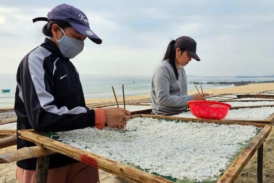 Nông dân Đắk Lắk hái ra tiền từ thứ mà người Hàn Quốc yêu thích, thu nhập cả triệu mỗi ngày, không lo thất nghiệp
