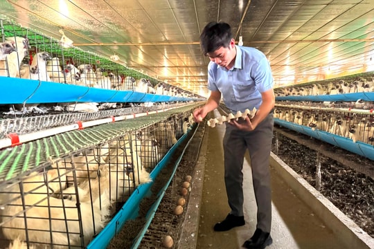 Không đi xa lập nghiệp, nông dân Nghệ An quay về nuôi hy vọng, hái quả ngọt từ giống "đặc sản miền Tây", kiếm về hàng trăm triệu đồng