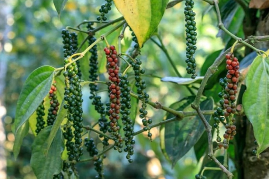 Dự báo giá tiêu ngày 17/7: Tiếp tục tăng hay chững giá?