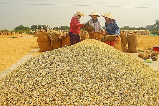 Giá lúa gạo hôm nay 17/7: CL 555 tăng nhẹ, giá cám giảm, thị trường xuất khẩu Thái Lan gặp khó