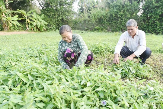 Không chờ mùa, không sợ hạn, nông dân Vĩnh Long nay đã biết "trồng giá trị - nuôi tương lai", kiếm về cả trăm triệu mỗi năm