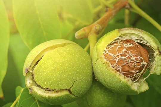 Loại hạt được mệnh danh là "vua trường thọ", ăn mỗi ngày giúp trí nhớ minh mẫn, tim khỏe và giảm stress