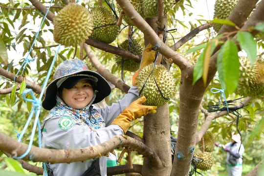 Tỷ phú Trần Bá Dương “xuất quân” vụ sầu riêng đầu tiên, hàng chục tấn Monthong đổ bộ hệ thống Emart