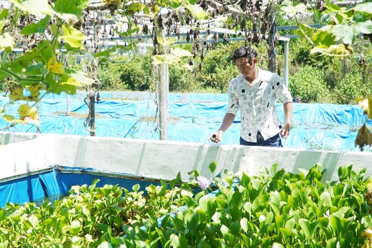 Từ 700 triệu chi phí đến 1 tỷ doanh thu, nông dân trẻ Đà Nẵng biến bè nuôi thành mô hình độc đáo, viết lại cách làm nông ở miền Trung
