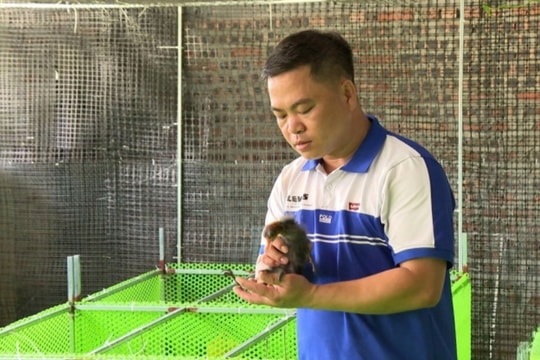 Bỏ vịt, bỏ gà, nông dân Bắc Ninh chọn nuôi loài chim từng dâng tiến vua, thu nhập vượt mốc 1 tỷ đồng mỗi năm