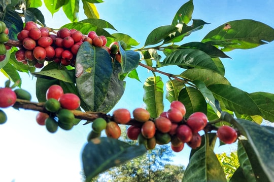 Cập nhật giá cà phê hôm nay 6/8: Tây Nguyên tăng mạnh, vượt mốc kỷ lục